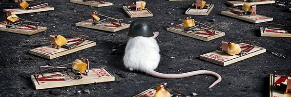 rodent control